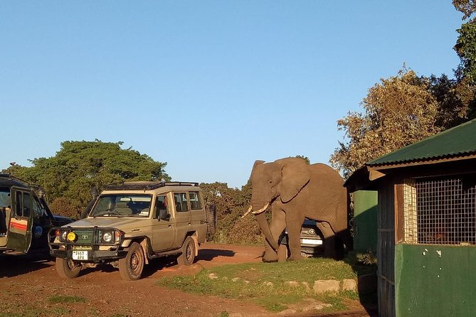 2 Days / 1 Night Tanzania Safari Tour - Key Things That Make This Safari Work