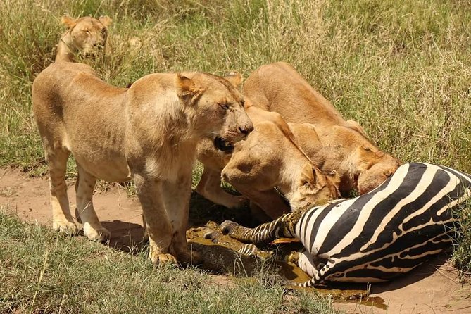 2 Days / 1 Night Tanzania Safari Tour - Open-Air Jeeps and a Maximum of 6 People