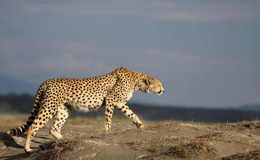 2 Days 1 Night Tarangire & Ngorongoro Crater - Key points before you go