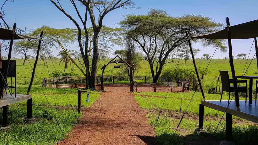 2 Days 1 Night Tarangire & Ngorongoro Crater - Day 2: Early descent into Ngorongoro Crater, 5 hours on the floor