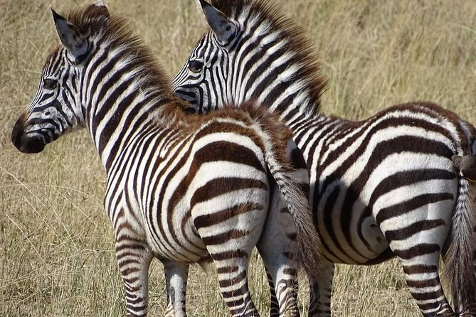 2 Days Africa Safari - A Tight Schedule With Big Wildlife Payoff