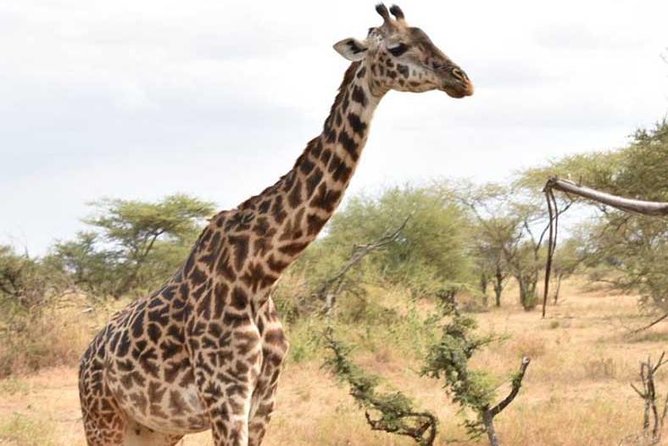 2 Days Africa Safari - Moshi Start, Private Feel, and That First Briefing