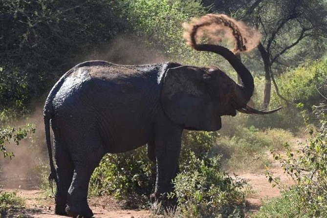 2 Days Africa Safari - How Timing and Transfers Shape Your Wildlife Experience
