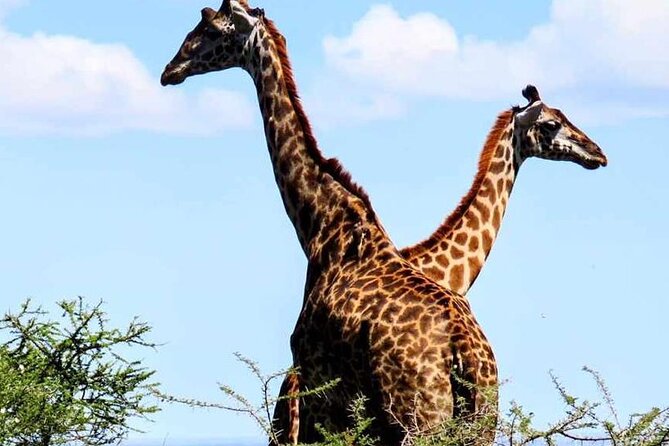 2 Days and 1 Night Mikumi Safari Private Tour - What I think really makes this tour work