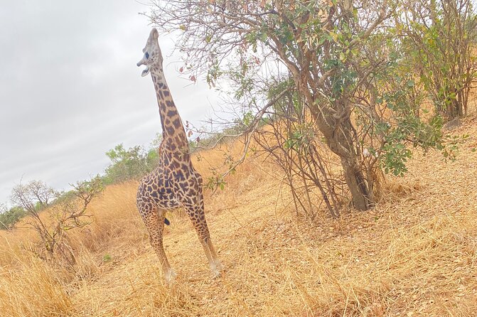 2 Days and 1 Night Mikumi Safari Private Tour - Getting to Mikumi: Dar es Salaam to the park, plus the Msolwa pause