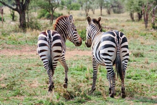 2 Days and 1 Night Mikumi Safari Private Tour - Day 1 in Mikumi: arrival, lodge check-in, and first safari rhythm