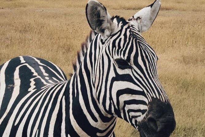 2 Days and 1 Night Mikumi Safari Private Tour - Mantis Lodge inside Mikumi: why one night is the right length