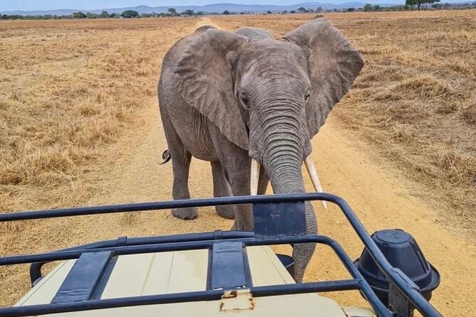 2 Days Best Safari to Mikumi National Park - Wildlife You Can Aim For in Mikumi National Park