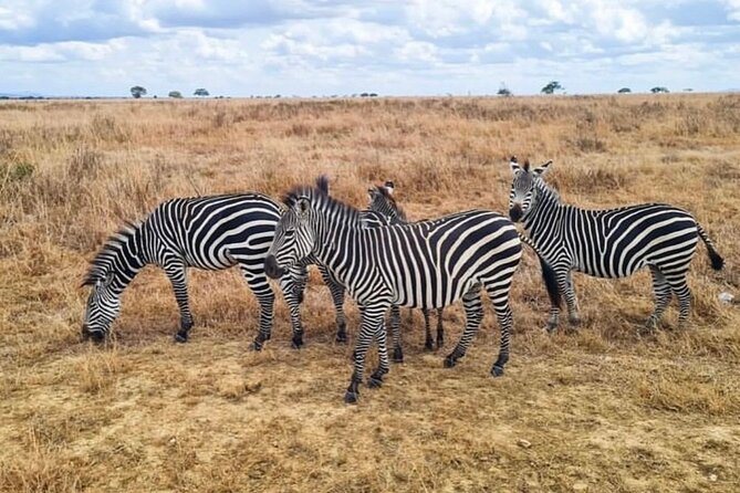 2 Days Best Safari to Mikumi National Park - Day 1 at Mikumi: The First Game Drive Feels Like a Big Win
