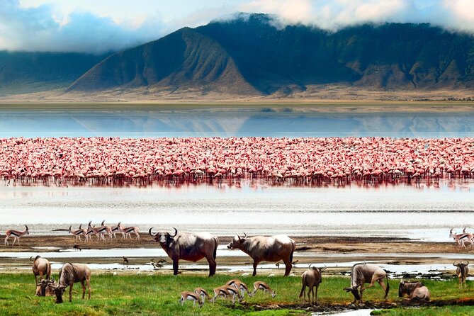 2 Days Camping Group Joining Tarangire Ngorongoro Crater Safari - Who should book, and who should consider another option