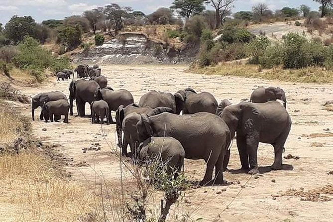 2 Days Camping Safari, Lake Manyara & Ngorongoro Crater - Price and Logistics: Is $455 a Fair Deal for 2 Days?