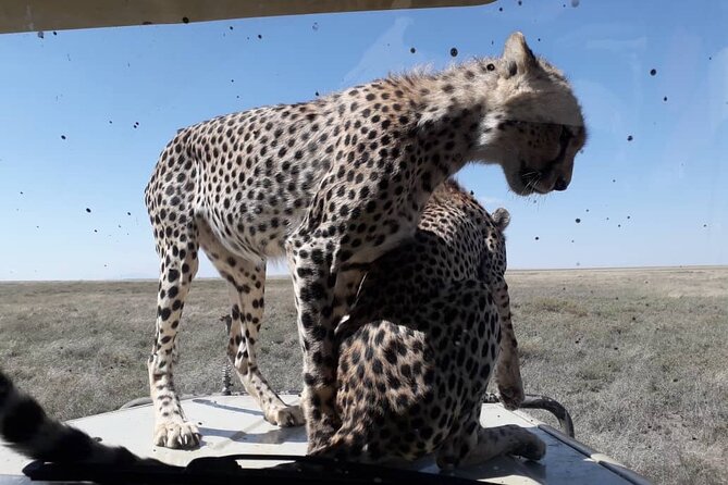 2 Days Group Joining Camping Safari Tarangire Park and Ngorongoro Crater - Price and what you really get for $500
