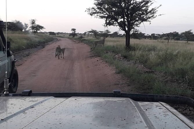 2 Days Group Joining Camping Safari Tarangire Park and Ngorongoro Crater - How to get better sightings without burning yourself out
