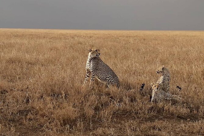 2 Days Group Joining Camping Safari Tarangire Park and Ngorongoro Crater - Should you book this Tarangire and Ngorongoro 2-day safari?