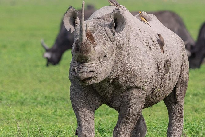 2 Days Joined Group Tarangire and Ngorongoro Crater National Park - From Arusha at 7:00 am: small-group logistics that actually help