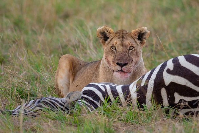 2 Days Joined Group Tarangire and Ngorongoro Crater National Park - Price and value at about $490.93 for two days