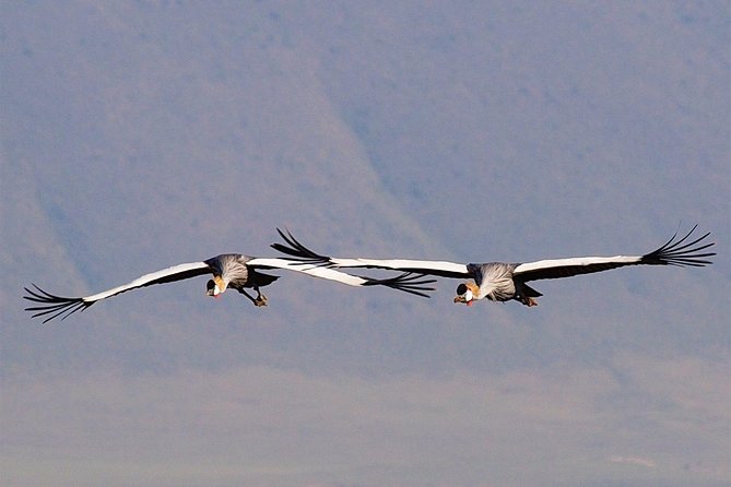 2 Days Joined Group Tarangire and Ngorongoro Crater National Park - Walking safari and village visits: mixing nature and culture without losing focus