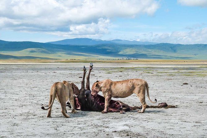 2 Days Joined Group Tarangire and Ngorongoro Crater National Park - Should you book this Tarangire and Ngorongoro two day safari?