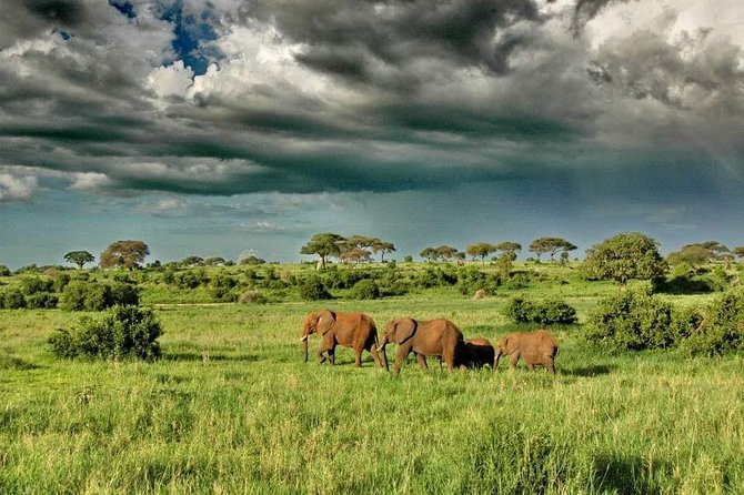2 Days Joined Group Tarangire and Ngorongoro Crater National Park - Ngorongoro Crater: why the wildlife feels closer and more consistent