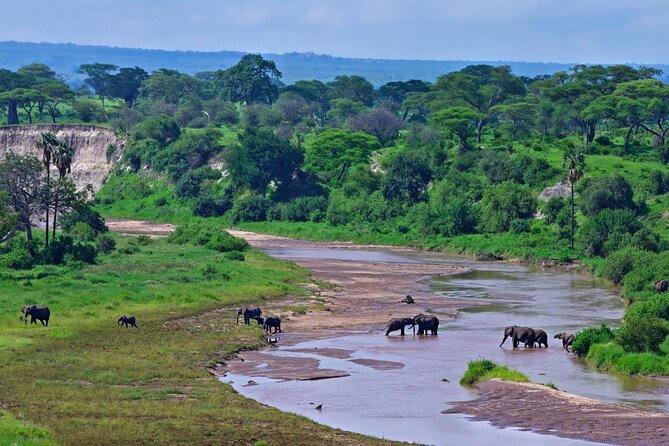2 days Majestic Tanzania safari Tarangire and Ngorongoro Crater - Tarangire National Park at 8:00: baobabs, elephants, and birds