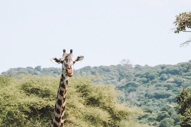 2 days Mid Range Safari in Ngorongoro and Tarangire Big 5 Parks - Tarangire and Ngorongoro in 2 Days: How You Get Big Safari Value Fast