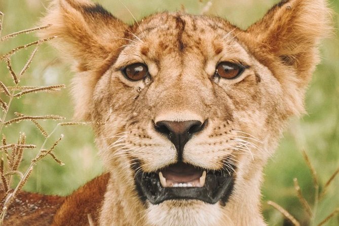 2 days Mid Range Safari in Ngorongoro and Tarangire Big 5 Parks - Ngorongoro Conservation Area: Big Five Density Inside a Crater