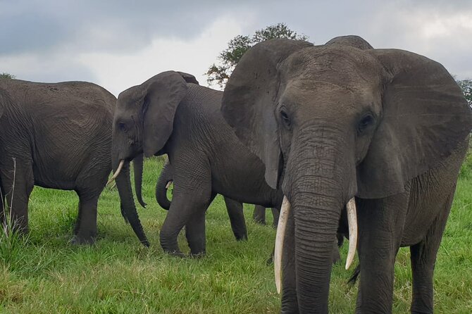2 Days Mikumi National Park Safari From Dar es salaam or Zanzibar - Price and value: is $615 per person fair for two days?