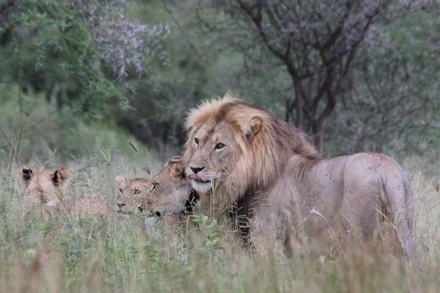 2 DAYS - MIKUMI PARK FROM DAR ES SALAAM BY LUXURY TRAIN - From Dar es Salaam to Mikumi by SGR luxury train