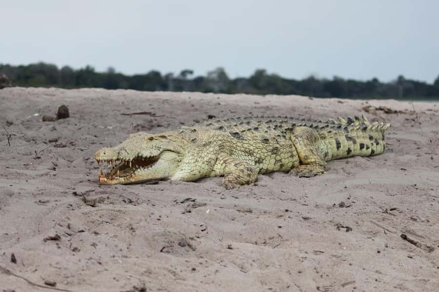 2 DAYS - MIKUMI PARK FROM DAR ES SALAAM BY LUXURY TRAIN - Mikumi National Park: miombo forests, gentle hills, and predator chances