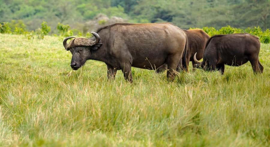2 DAYS - MIKUMI PARK FROM DAR ES SALAAM BY LUXURY TRAIN - Your game drive experience in the safari jeep