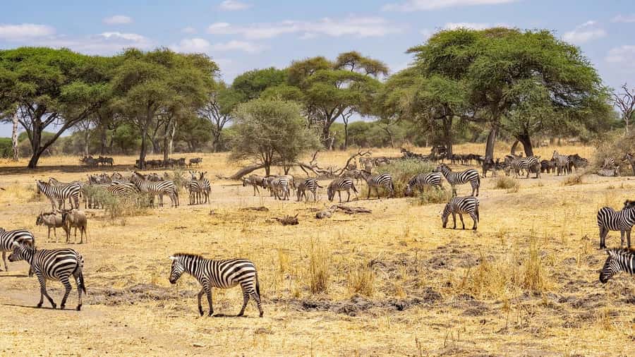2 DAYS - MIKUMI PARK FROM DAR ES SALAAM BY LUXURY TRAIN - Bush lunch and meals that keep the day moving