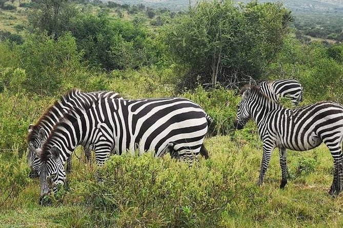 2 Days - Mikumi safari depart from Zanzibar or Dar es salaam - Key highlights you’ll care about