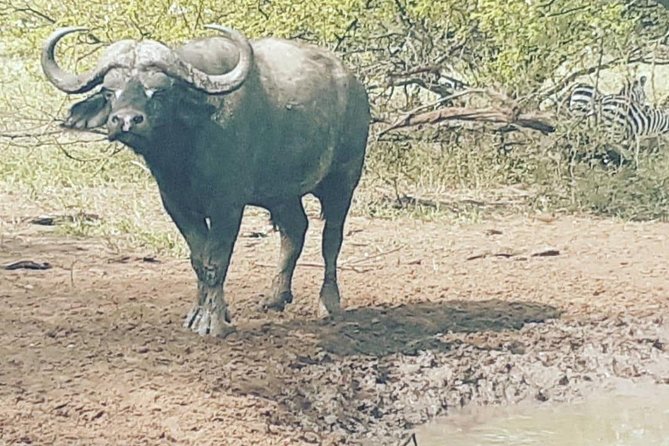 2 Days - Mikumi safari depart from Zanzibar or Dar es salaam - Day 2: sunrise game drive, picnic lunch, and leaving by 17:30
