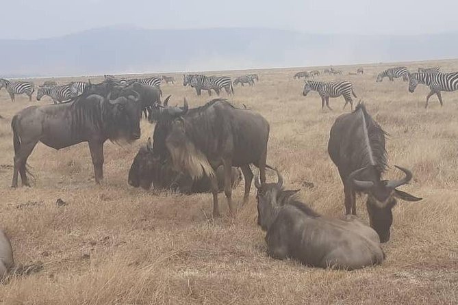 2 Days - Mikumi safari depart from Zanzibar or Dar es salaam - Wildlife you can realistically hunt for in Mikumi