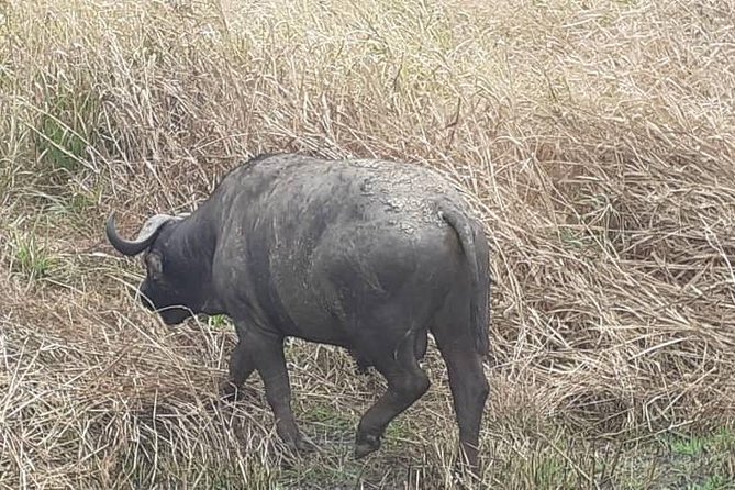 2 Days - Mikumi safari depart from Zanzibar or Dar es salaam - Overnight stay: what to expect and what to check