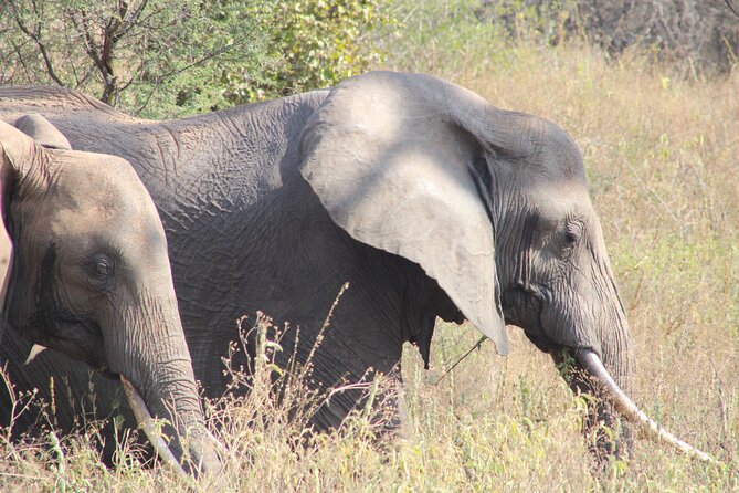 2 days private lodge safari - Why Tarangire and Ngorongoro in Two Days Works