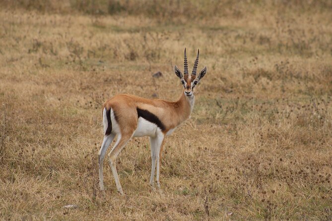 2 days private lodge safari - The Small-Group Advantage and the Guide Factor