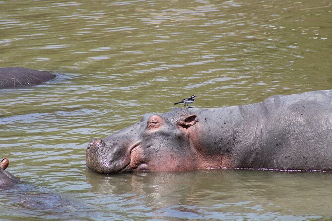 2 days private lodge safari - Should You Book This Two-Day Safari?