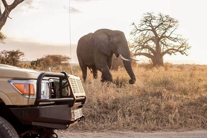 2 Days Private Midrange Safari from and back to Zanzibar - Guides, Guides, Guides: What You’ll Notice in the Way You’re Led