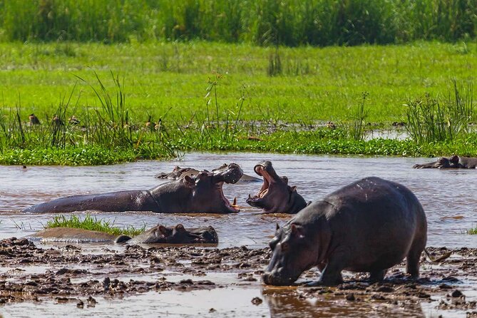 2 Days Private Midrange Safari from and back to Zanzibar - Vehicle Comfort and Meal Setup: Small Details That Keep the Day Enjoyable