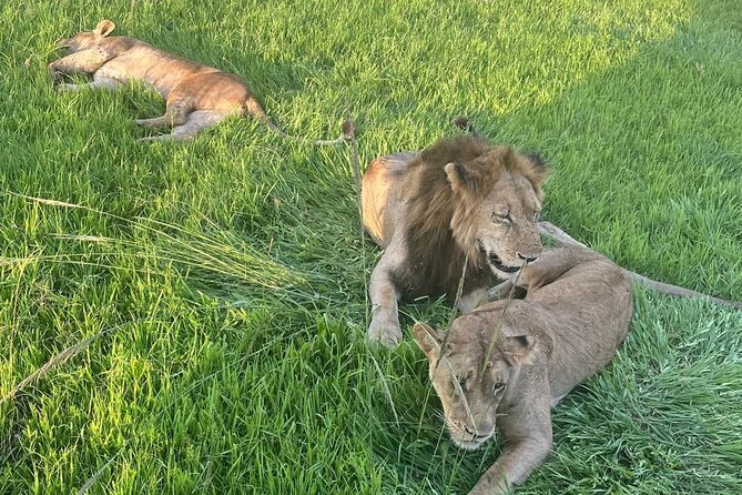 2 days private safari to Mikumi N park from Zanzibar or Dsm - Key things to know before you go