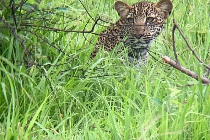 2 days private safari to Mikumi N park from Zanzibar or Dsm - Day 2: Early Morning Game Drive, a Noon Exit, and a Late-Evening Return