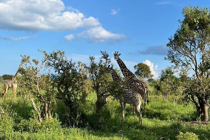 2 days private safari to Mikumi N park from Zanzibar or Dsm - What You Can Actually Aim to See in Mikumi