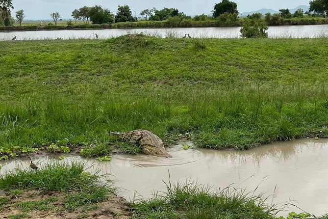 2 days private safari to Mikumi N park from Zanzibar or Dsm - Guide Service That Makes a Short Safari Feel Smooth