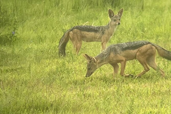 2 days private safari to Mikumi N park from Zanzibar or Dsm - Private Pickup, Drive Time, and Your Realistic Schedule