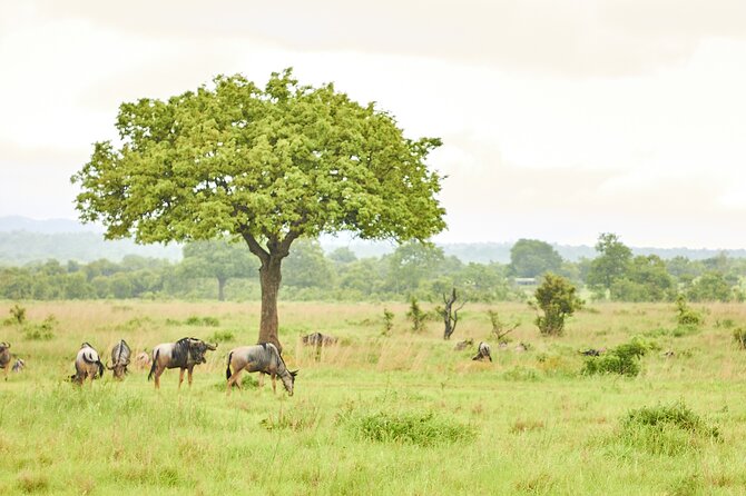 2 Days Private Safari Tour of Mikumi - Your safari rhythm, private group time and dedicated support