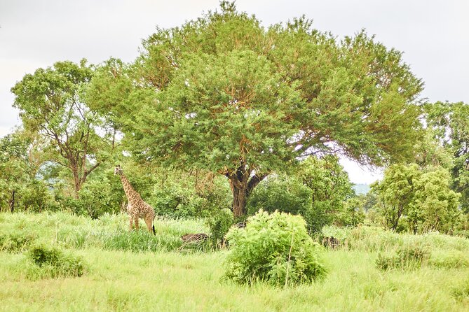 2 Days Private Safari Tour of Mikumi - What you will see at Mikumi, and how to enjoy it with the plan