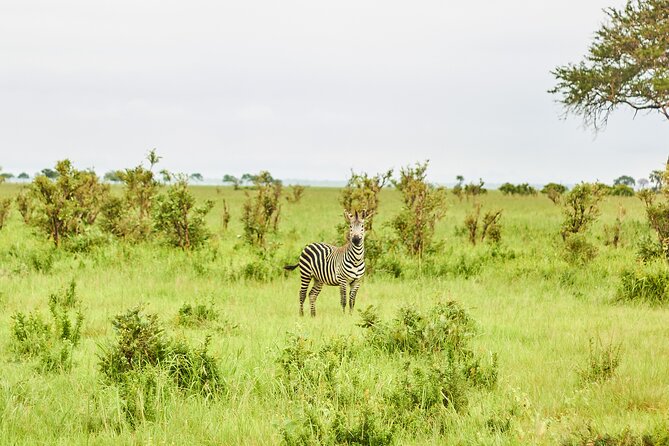 2 Days Private Safari Tour of Mikumi - Who this Mikumi private safari is best for