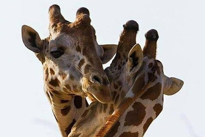 2 days quick trip to Mikumi National park - Key highlights you will care about