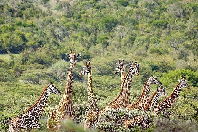 2 days quick trip to Mikumi National park - Mkata floodplain, why this stop matters
